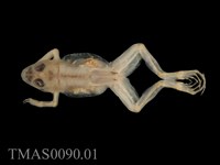 Dark-spotted frog Collection Image, Figure 2, Total 12 Figures
